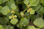 American golden saxifrage